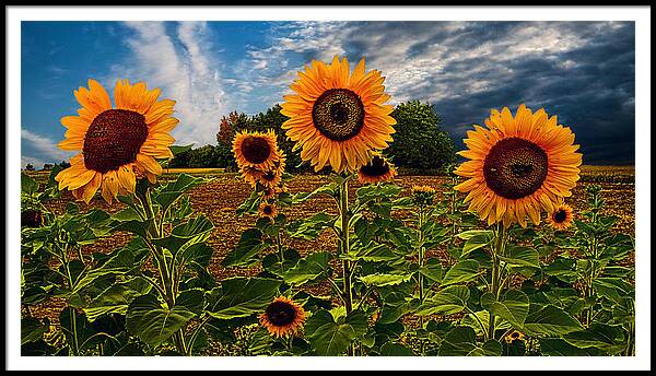 Sunflowers Framed Print featuring the photograph Trinity #2 by Phil Koch