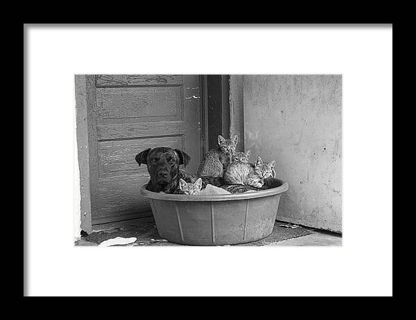 Cats Framed Print featuring the photograph Unlikely Friends by Amber Kresge