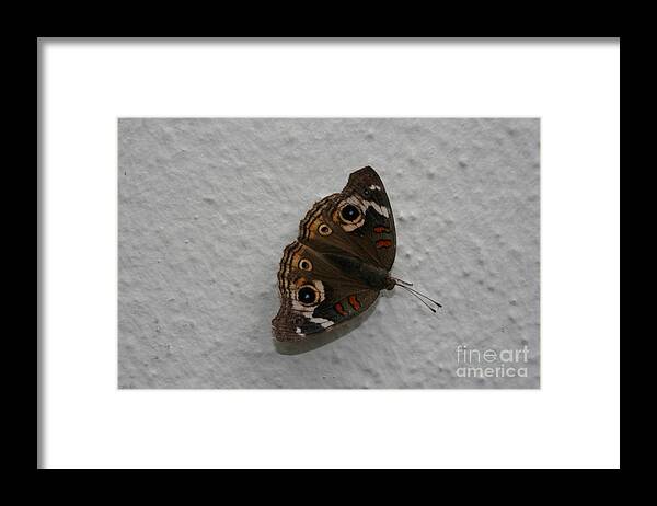 Moth Framed Print featuring the photograph Mothra by Cynthia Marcopulos