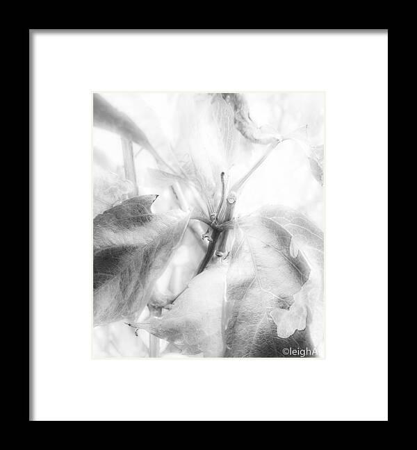 Black And White Framed Print featuring the photograph Untitled #3 by Leigh Smith