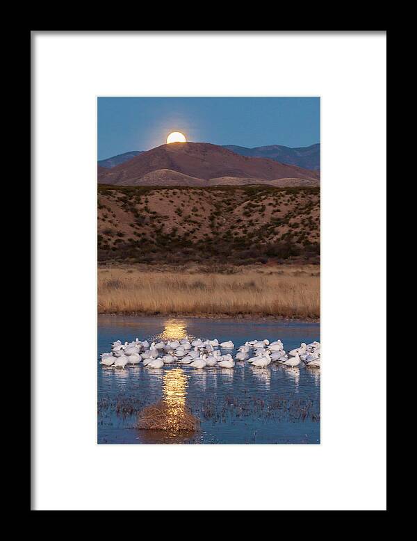 Animal Framed Print featuring the photograph USA, New Mexico, Bosque Del Apache #2 by Jaynes Gallery