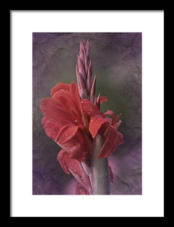 Cana Lily Framed Print featuring the photograph Vintage Cana Lily #2 by Richard Cummings