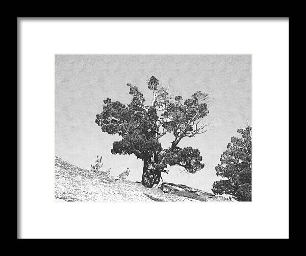 Tree Framed Print featuring the photograph Warrior Against The Elements #2 by Frank Wilson