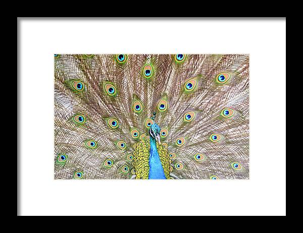 Male Peacock Framed Print featuring the photograph Peacock by Crystal Wightman