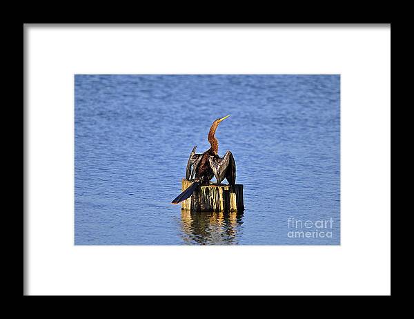 Anhinga Framed Print featuring the photograph Wet Wings #2 by Al Powell Photography USA