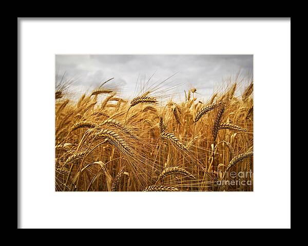 Wheat Framed Print featuring the photograph Wheat by Elena Elisseeva