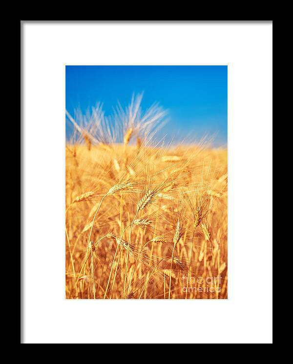 Agriculture Framed Print featuring the photograph Wheat field landscape #2 by Anna Om