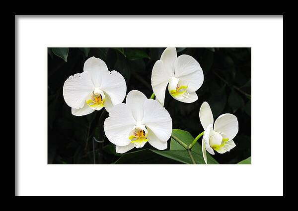 Orchid Framed Print featuring the photograph White orchids #2 by Sue Morris