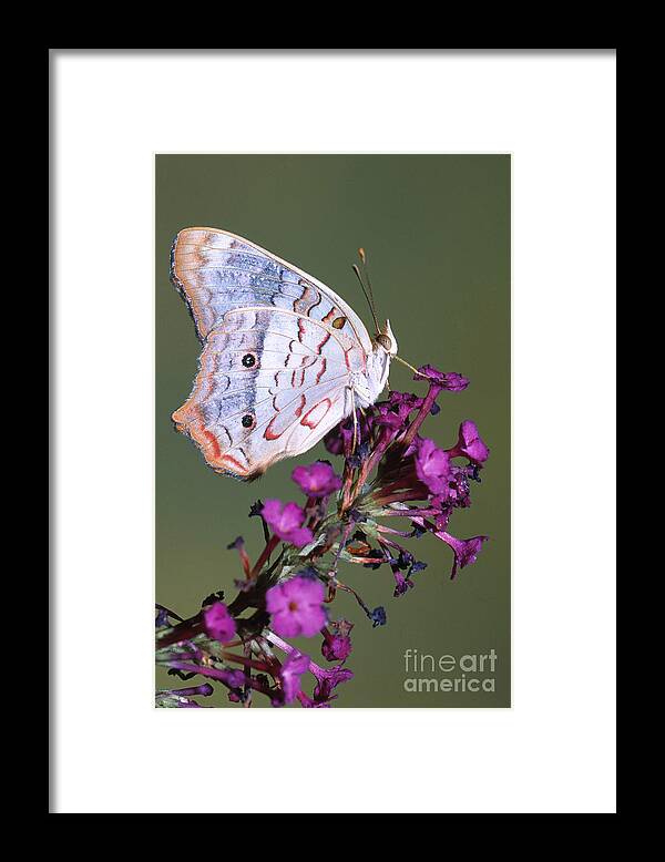 Fauna Framed Print featuring the photograph White Peacock Butterfly #2 by Millard H. Sharp