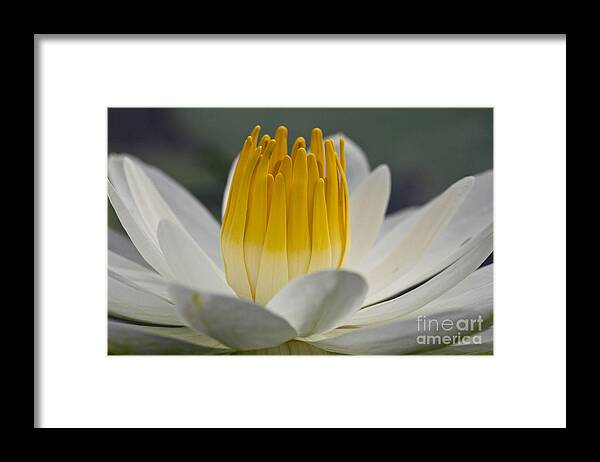 Water Llilies Framed Print featuring the photograph White Water Lily #1 by Heiko Koehrer-Wagner