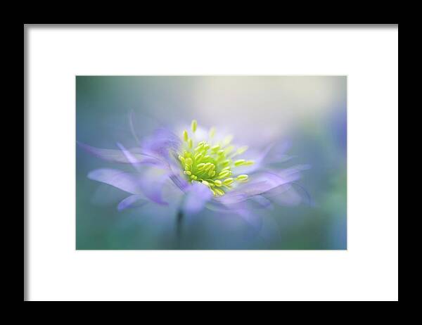 Anemone Framed Print featuring the photograph Windflower #2 by Jacky Parker