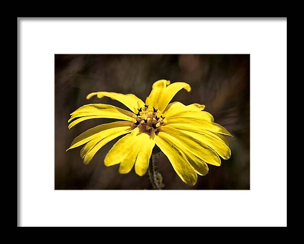 Flower Framed Print featuring the photograph Yellow Flower #2 by Betty Depee