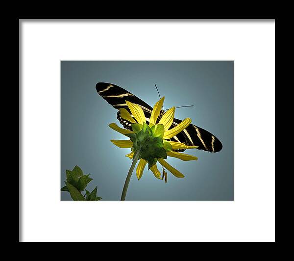 Nature Framed Print featuring the photograph Zebra Longwing #1 by Peggy Urban