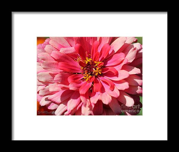 Mccombie Framed Print featuring the photograph Zinnia from the Whirlygig Mix #2 by J McCombie