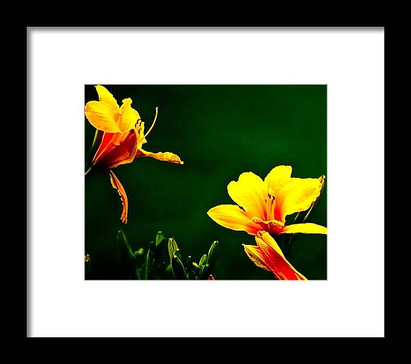Flowers Framed Print featuring the photograph Talking Flower Heads by Tracy Rice Frame Of Mind