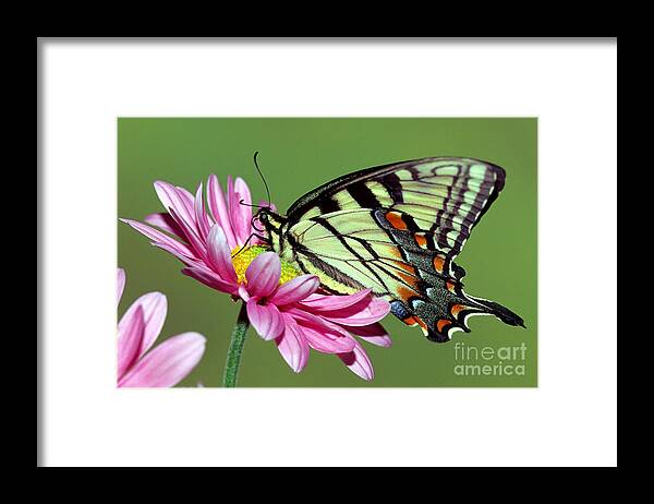 Eastern Tiger Swallowtail Butterfly Framed Print featuring the photograph Eastern Tiger Swallowtail Butterfly #20 by Millard H. Sharp