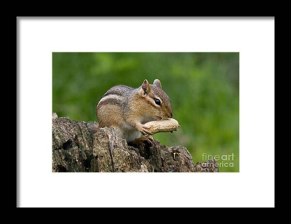 Feeding Framed Print featuring the photograph Eastern Chipmunk #21 by Linda Freshwaters Arndt