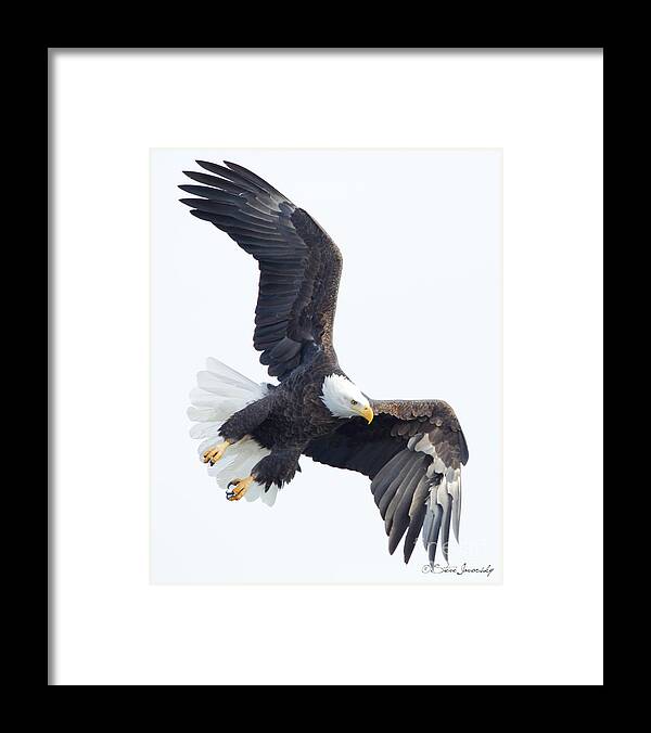 Bald Eagles Framed Print featuring the photograph Bald Eagle #229 by Steve Javorsky