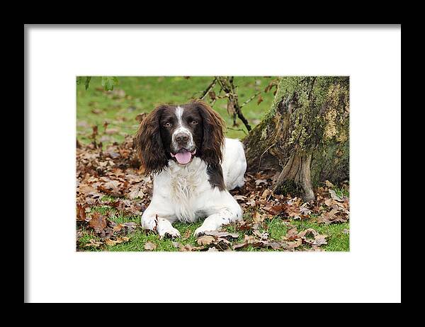 Dog Framed Print featuring the photograph English Springer Spaniel by John Daniels