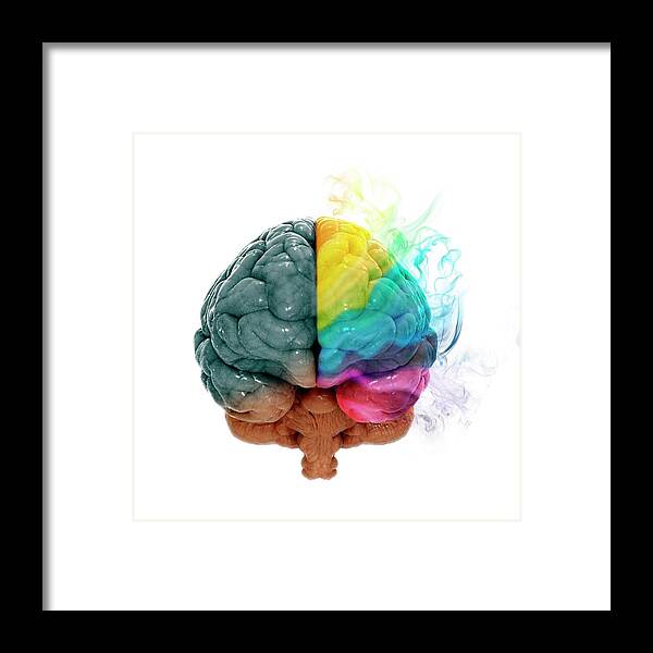 Anatomy Framed Print featuring the photograph Human Brain #23 by Andrzej Wojcicki/science Photo Library