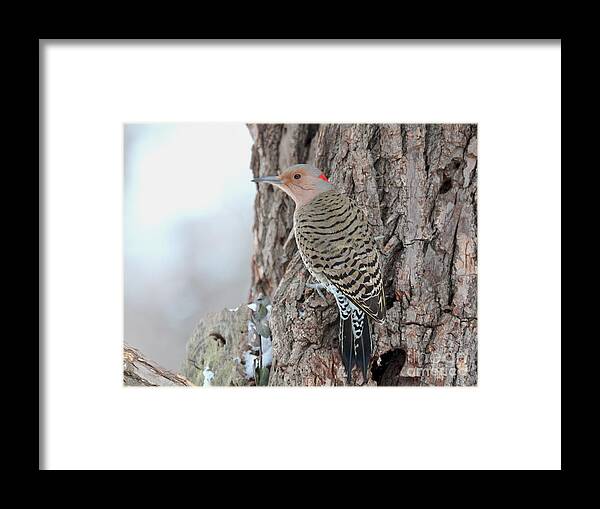Nature Framed Print featuring the photograph Northern Flicker #23 by Jack R Brock