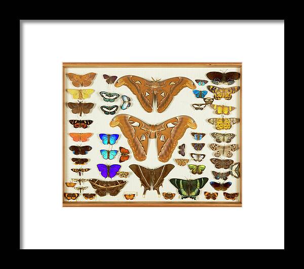 Wallace Collection Framed Print featuring the photograph Wallace Collection Butterfly Specimens #23 by Natural History Museum, London/science Photo Library