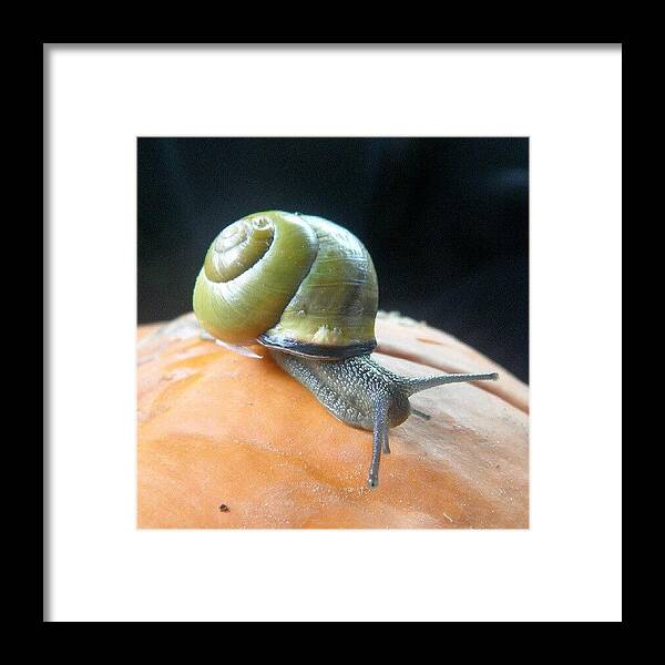 Macro_perfection Framed Print featuring the photograph Instagram Photo #231358272852 by Infinite Halves