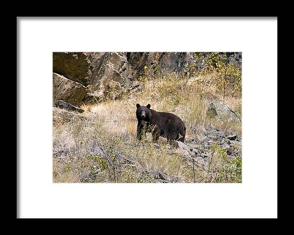 Black Bear Framed Print featuring the photograph 231P Black Bear by NightVisions