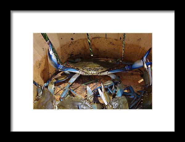 Blue Framed Print featuring the photograph 24 Crab Challenge by Greg Graham