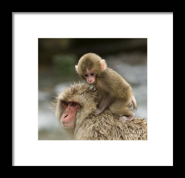 Asia Framed Print featuring the photograph Snow Monkeys Japan #34 by John Shaw