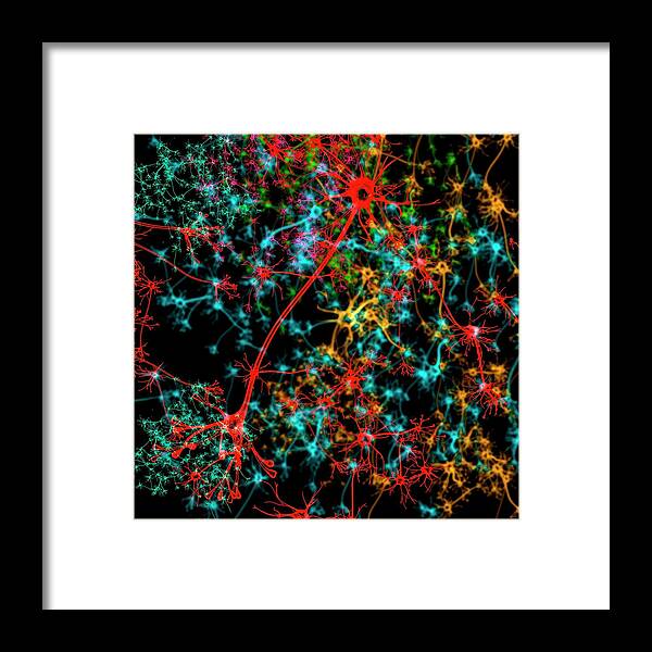 Artwork Framed Print featuring the photograph Neuron #25 by Mehau Kulyk