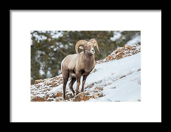 Animal Framed Print featuring the photograph USA, Wyoming, Yellowstone National Park #25 by Jaynes Gallery