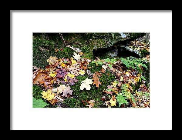 Autumn Framed Print featuring the photograph Autumn Monongahela National Forest #27 by Thomas R Fletcher