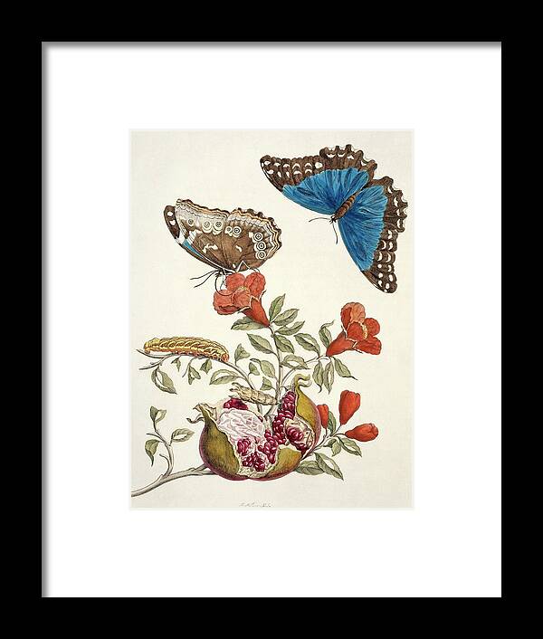 Pomegranate Framed Print featuring the photograph Insects Of Surinam #27 by Natural History Museum, London/science Photo Library