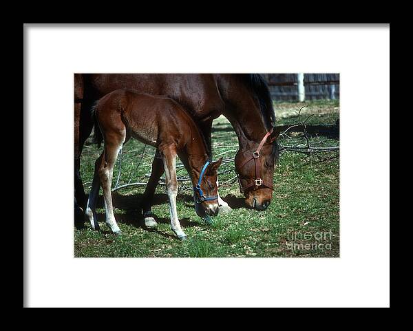 Horses Framed Print featuring the photograph Horses #28 by Marc Bittan