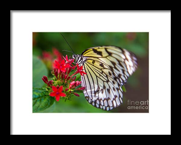 Butterfly Framed Print featuring the photograph Butterfly #29 by Rene Triay FineArt Photos