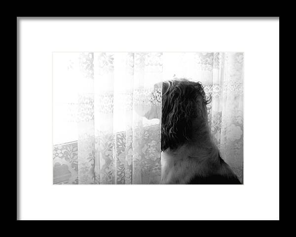 English Springer Spaniel Framed Print featuring the photograph 3 30 by Angie Rea