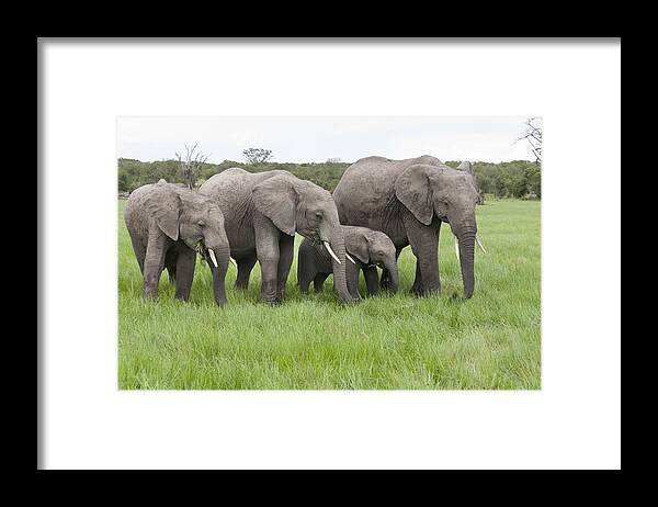 Feb0514 Framed Print featuring the photograph African Elephants Grazing Kenya #3 by Tui De Roy