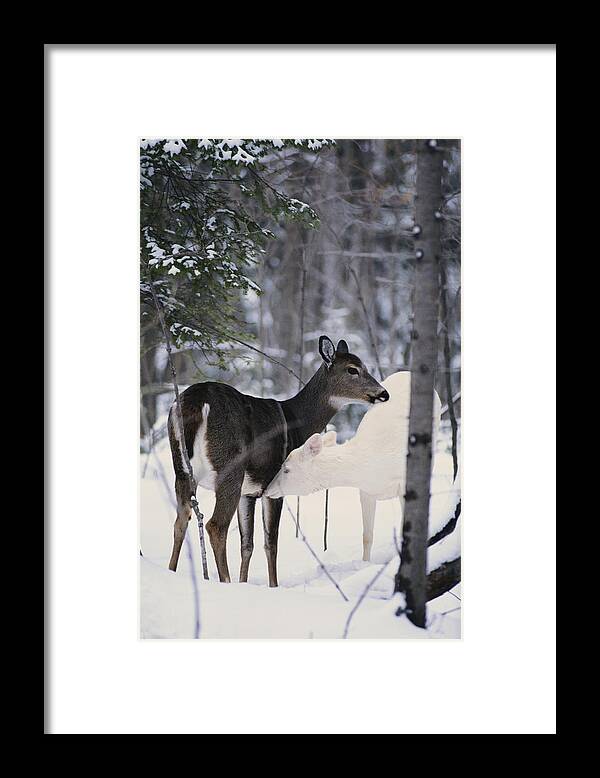 Nature Framed Print featuring the photograph Albino And Normal White-tailed Deer by Thomas & Pat Leeson