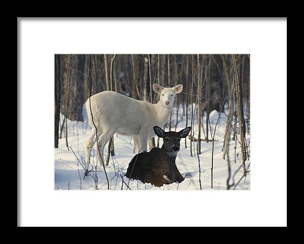 Albinic Framed Print featuring the photograph Albino And Normal White-tailed Deer #3 by Thomas And Pat Leeson