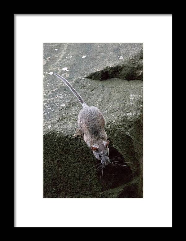 Allegheny Woodrat Framed Print featuring the photograph Allegheny Woodrat Neotoma Magister by David Kenny