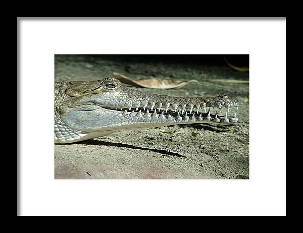 Crocodile Framed Print featuring the photograph Alligator Camouflage #3 by Alexandra Till