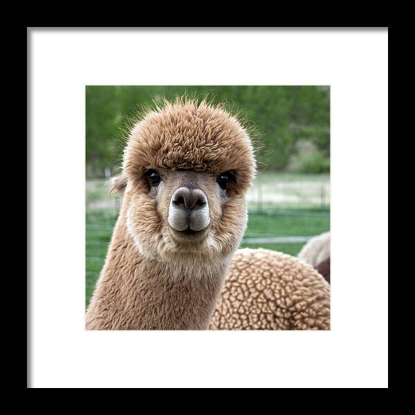 Alpaca Framed Print featuring the photograph Alpaca #3 by Paul Berger