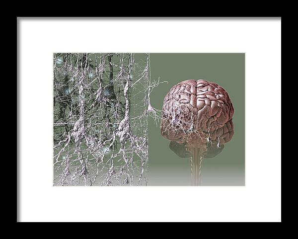 Alzheimer's Disease Framed Print featuring the photograph Alzheimer's Disease #3 by Hans-ulrich Osterwalder