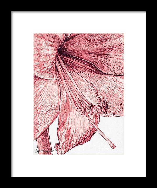Mccombie Framed Print featuring the painting Amaryllis #4 by J McCombie