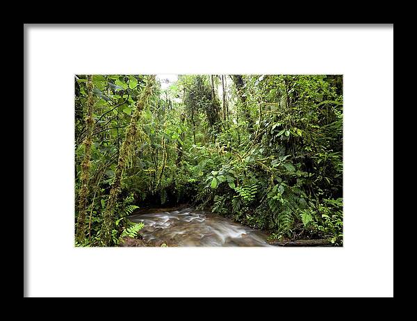 Plant Framed Print featuring the photograph Amazon Rainforest by Dr Morley Read/science Photo Library