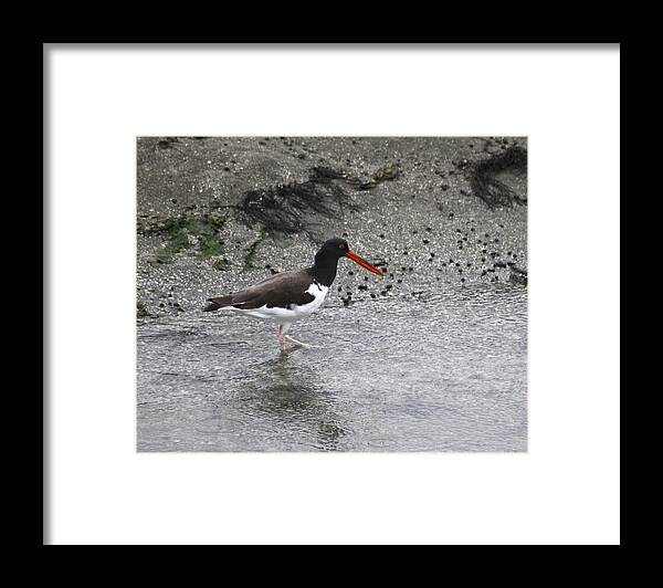 American Oyster Catcher Framed Print featuring the photograph American Oyster Catcher #3 by Jeanne Juhos