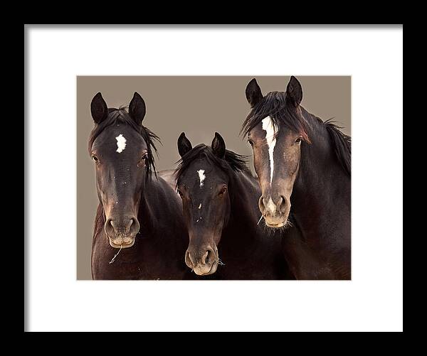 Wild Mustangs Framed Print featuring the photograph 3 Amigos Sepia Wild Mustang by Rich Franco