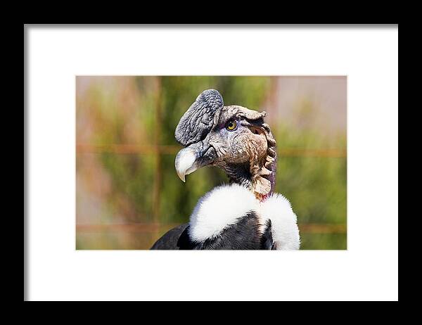Andean Condor Framed Print featuring the photograph Andean Condor #3 by Philippe Psaila/science Photo Library