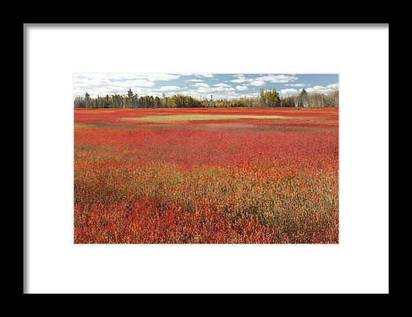 Feb0514 Framed Print featuring the photograph Autumn Blueberry Field Maine #3 by Scott Leslie